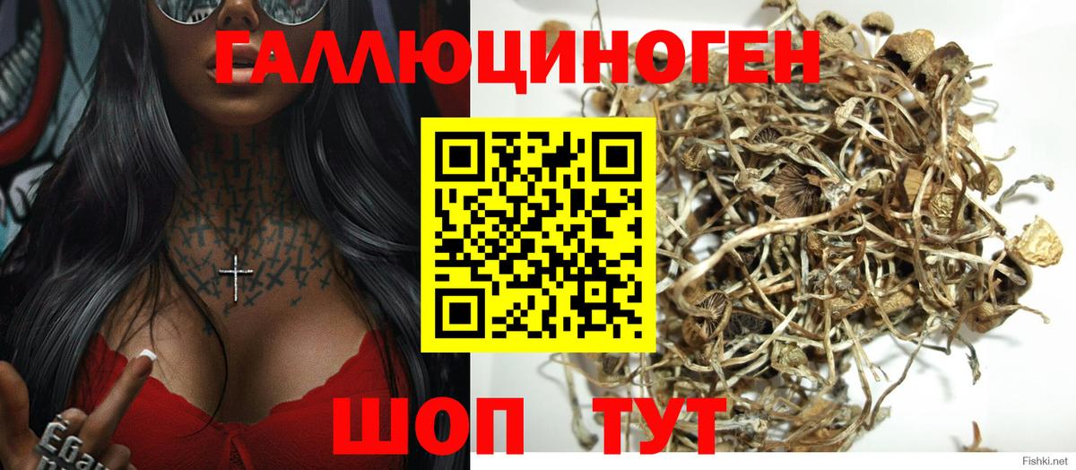 продажа наркотиков  Псилоцибиновые грибы мицелий  Волгодонск  Вход с VPN  Псилоцибиновые грибы прущие грибы 